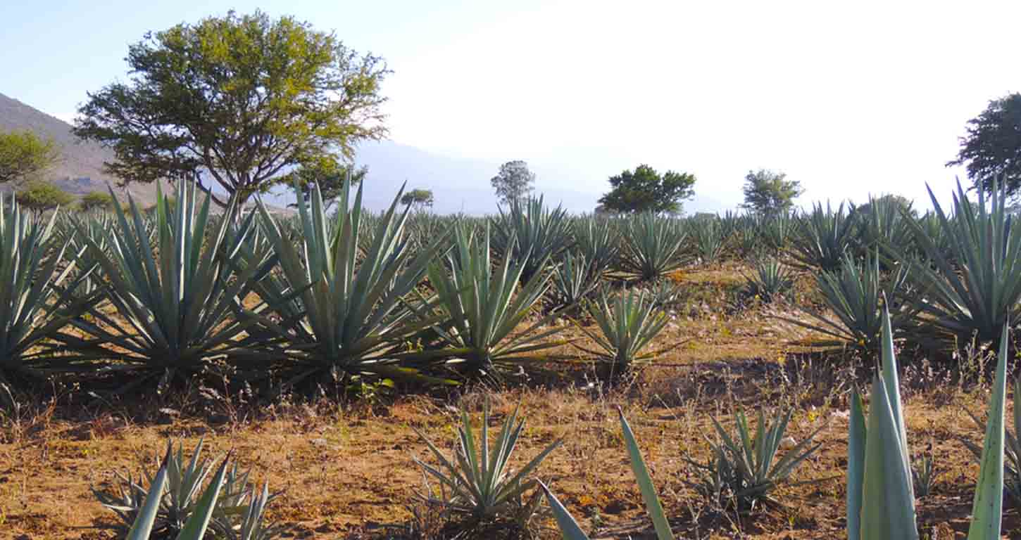 premium mezcal agave fields
