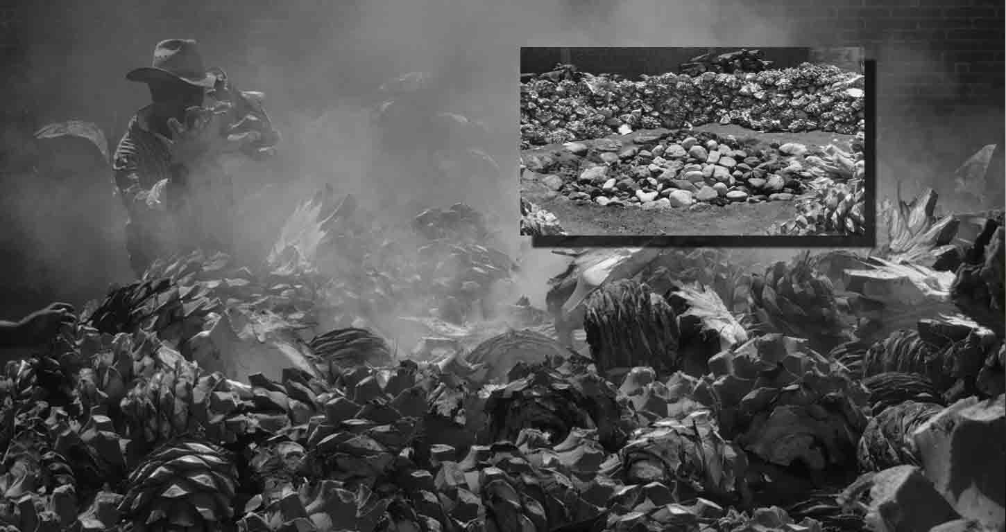 Agave cottura in forno a legna